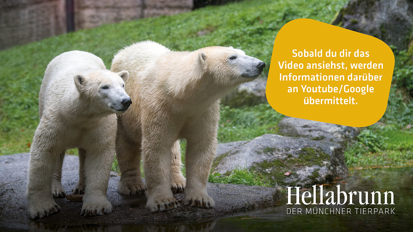 Zwei Eisbären stehen auf einem Felsen.