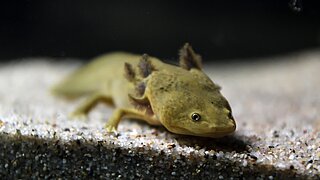 Pátzcuaro-Querzahnmolch in Hellabrunn Ein Pátzcuaro-Querzahnmolch liegend auf dem Boden des Aquariums im Tierpark Hellabrunn