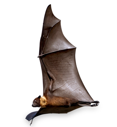 An Indian giant flying fox in flight. The large wings are clearly visible. 