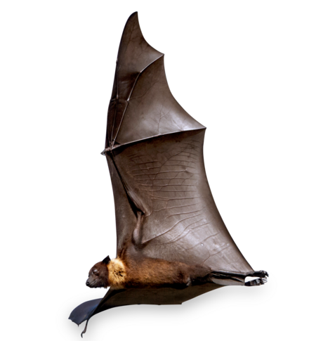 An Indian giant flying fox in flight. The large wings are clearly visible.