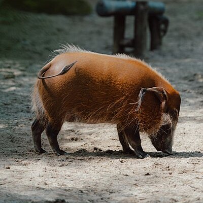 Ein rot-braunes Schwein frisst auf der Anlage.