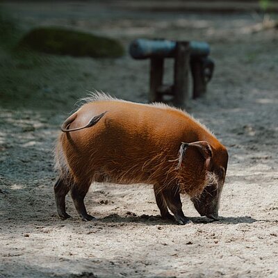 Ein Pinselohrschwein