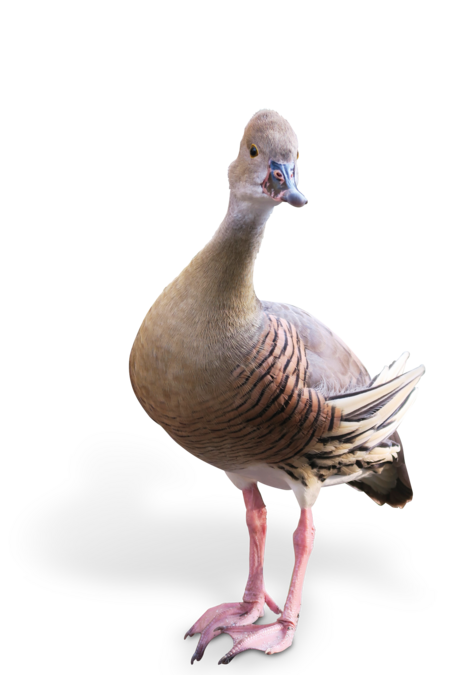 A plumed whistling duck stands in front of the camera and looks directly into it.