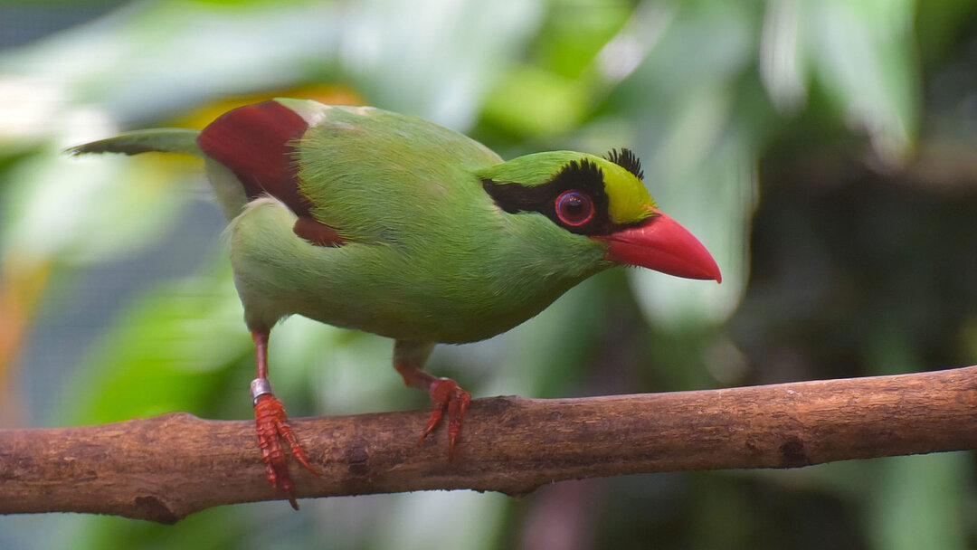 Eine Buschelster, die größtenteils grün ist, sitzt auf einem Ast.