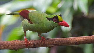 Eine Buschelster, die größtenteils grün ist, sitzt auf einem Ast.