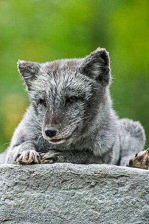 Ein Polarfuchs liegt auf einem Felsen.