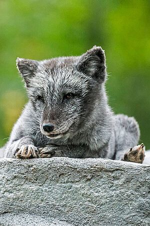 Ein Polarfuchs liegt auf einem Stein.