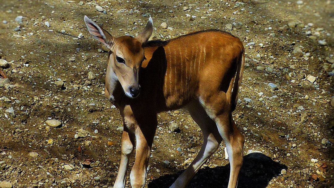 Jungtier Kudu