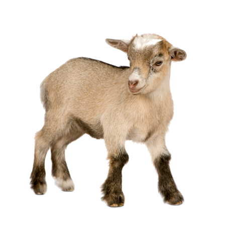 Pygmy goat - Tierpark Hellabrunn