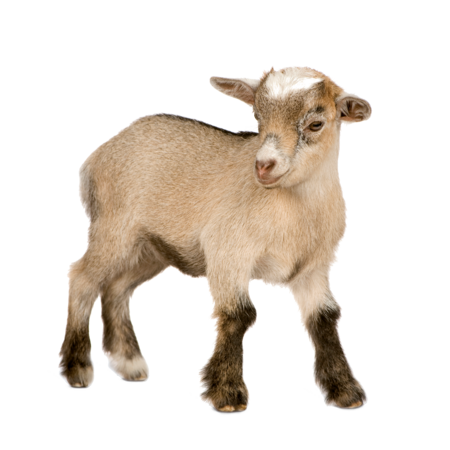 West African Dwarf Goat One dwarf goat kitten.