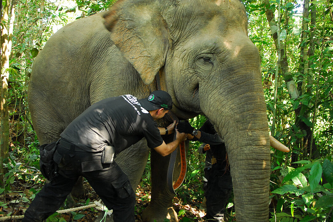 Ein Elefant in Bukit Tiga Puluh.