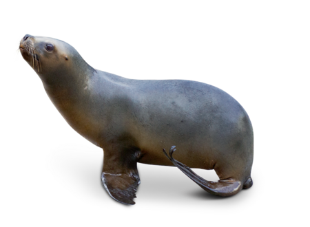 The image shows a south american sea lion standing in profile and looking to the left side of the image. 