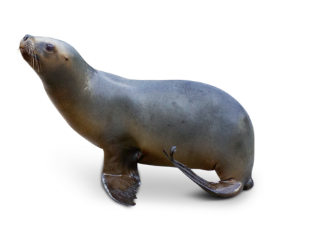Mähnenrobbe Das Bild zeigt eine Mähnenrobbe, die im Profil steht und zur linken Seite des Bildes blickt.