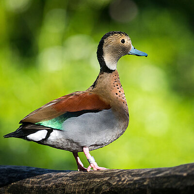 The picture shows a ringed teal. She stands on a tree trunk and shows her profile. In the background is green bushes.