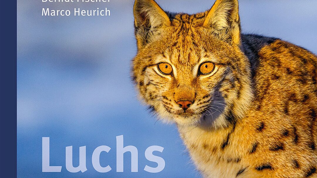 Titelbild des Buchs „Luchs - Schattenwesen und Lichtgestalt“