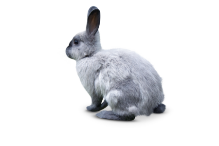 A Sable Rabbit sits in profile and looks to the left side of the picture.