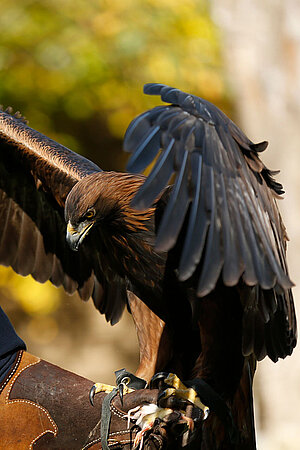 Eine blonde Tierpflegerin hat einen Steinadler auf dem Arm.