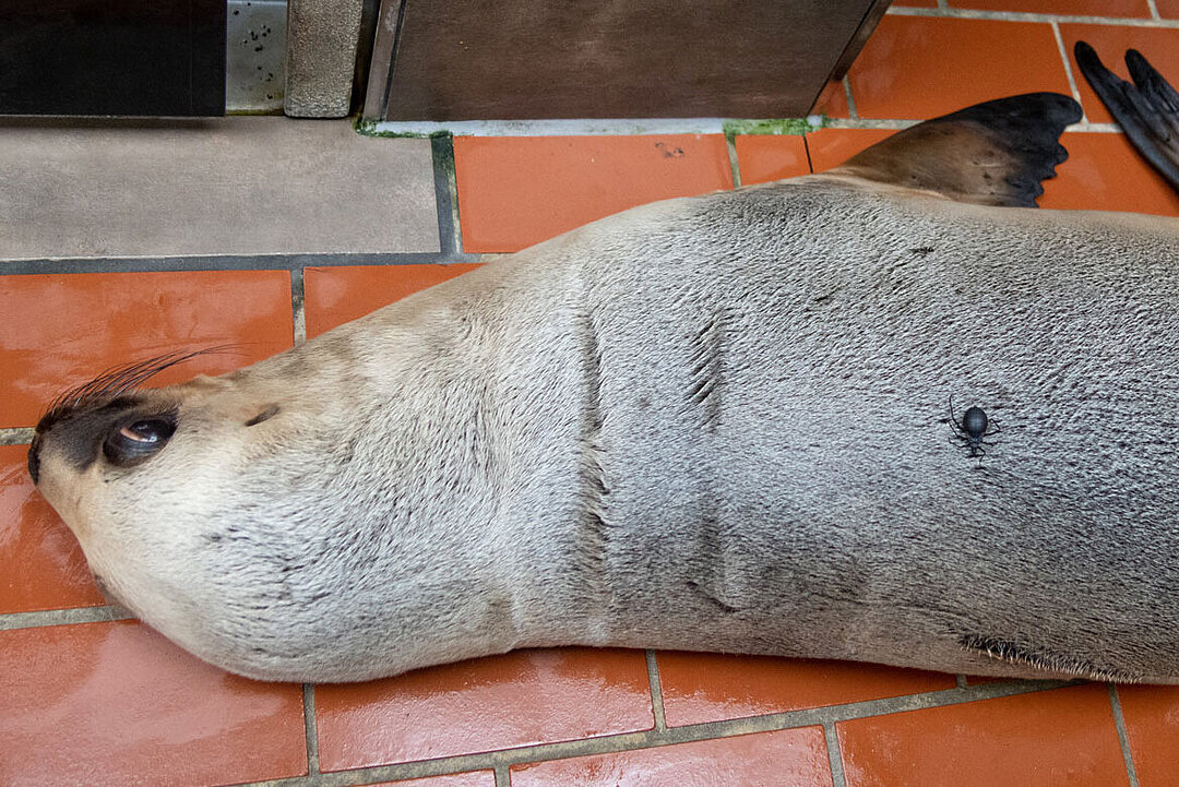 A predatory bug sucks blood from one of our maned seals - making it easy to take blood samples without anesthesia