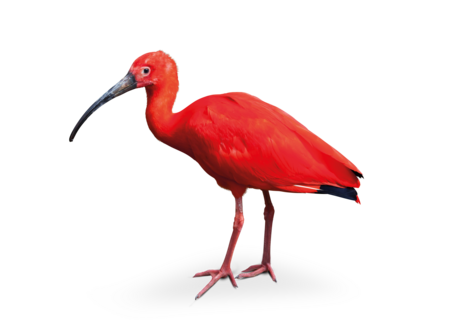 The picture shows a scarlet ibis standing in profile.