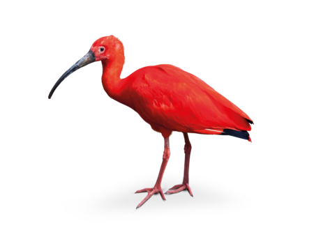 scarlet ibis The picture shows a scarlet ibis standing in profile.