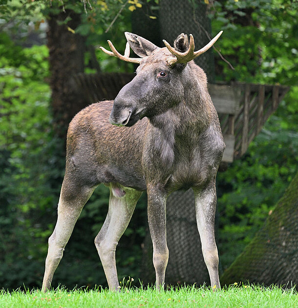 Ein Elch-Bulle steht im Grünen.