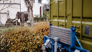 Der Transporter mit dem Container fährt von der Außenanlage der Elefanten weg.