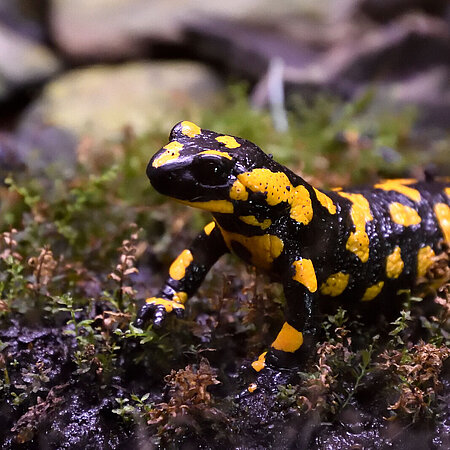 Feuersalamander Ein Feuersalamander.