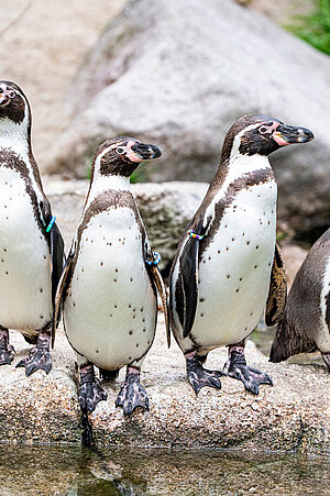 Eine Gruppe von Humboldtpinguinen steht auf einem Stein.