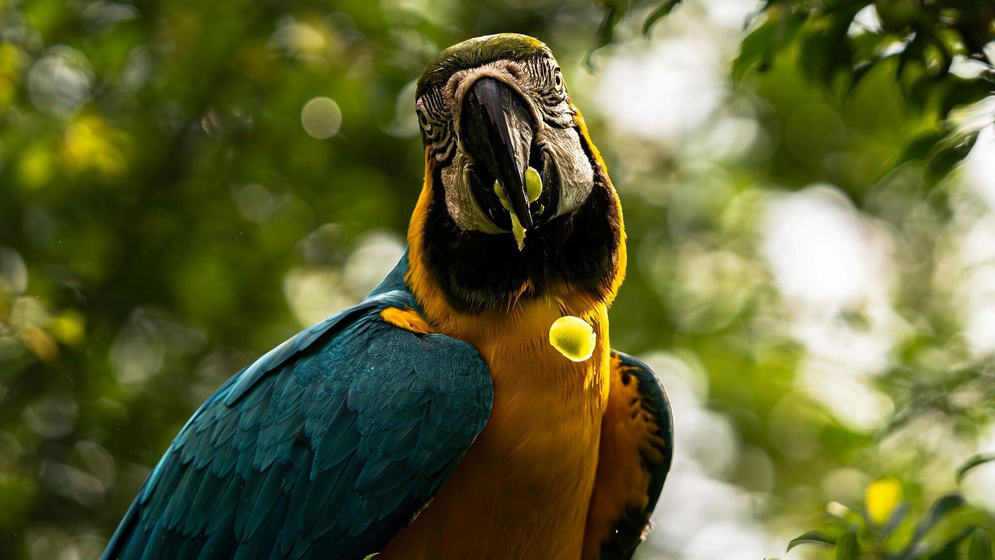 Gelbbrustara im Tierpark Hellabrunn 