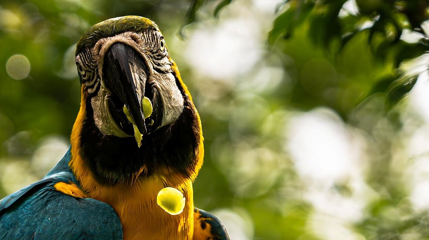 Gelbbrustara im Tierpark Hellabrunn 