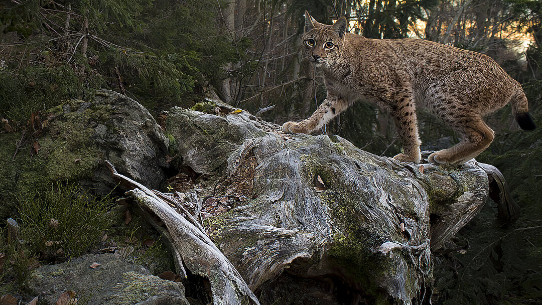 Ein Luchs in senem natürlichen Lebensraum schaut neugierig in Richtung Kamera
