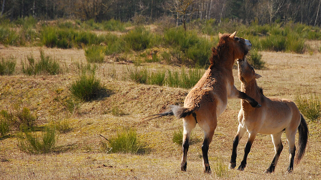 Wildpferde als Landschaftspfleger im Tennenloher Forst bei Erlangen 