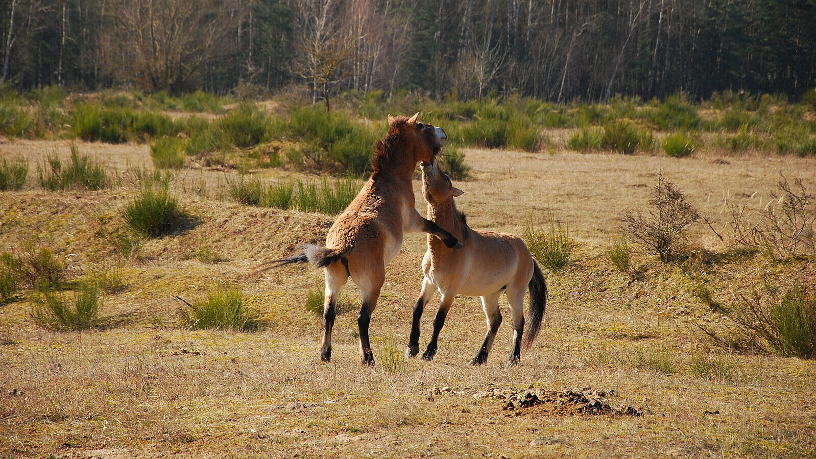 Wildpferde als Landschaftspfleger im Tennenloher Forst bei Erlangen 