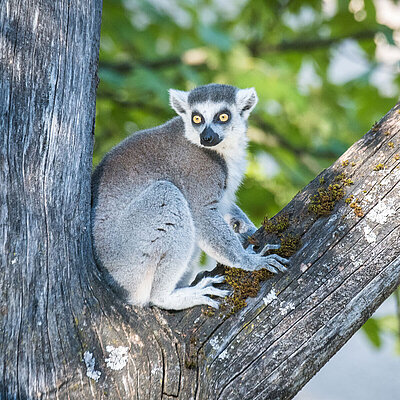 A katta with its eyes turned towards the camera sits in a branch fork.