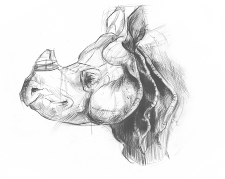 The picture is a drawing of an Indian rhinoceros head.