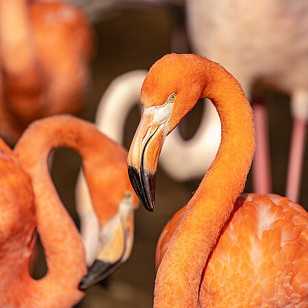 The picture shows a flamingo. In the background you can see more flamingos. They have a long neck and an intense organ/red or pink feather coloration.