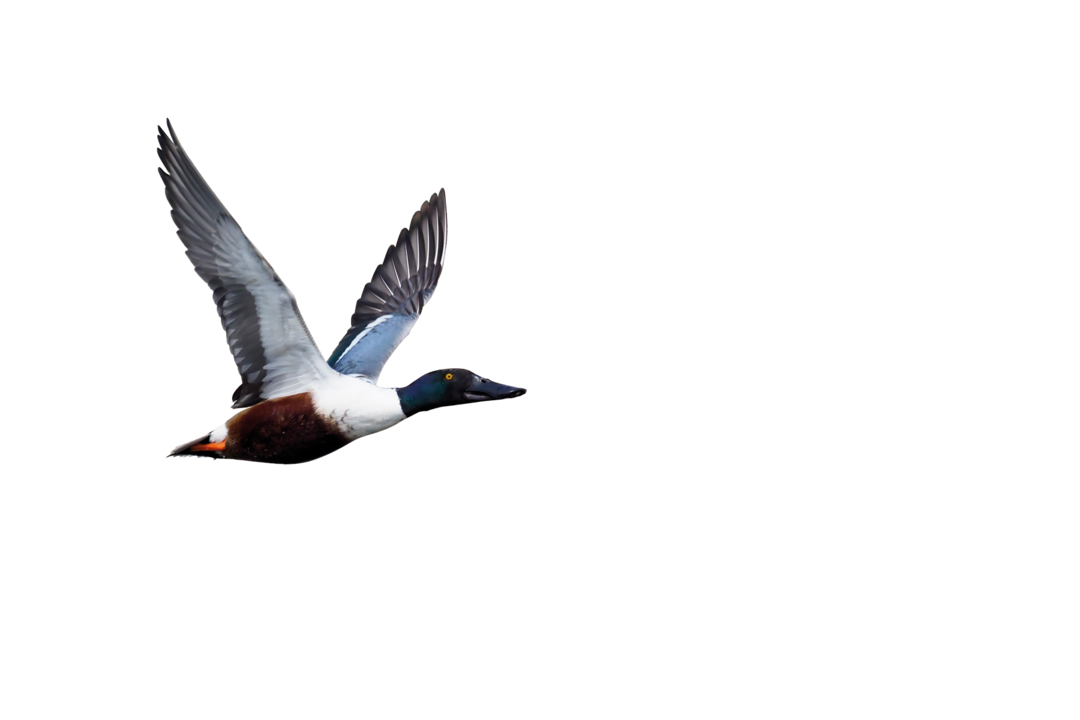  A flying northern shoveler.