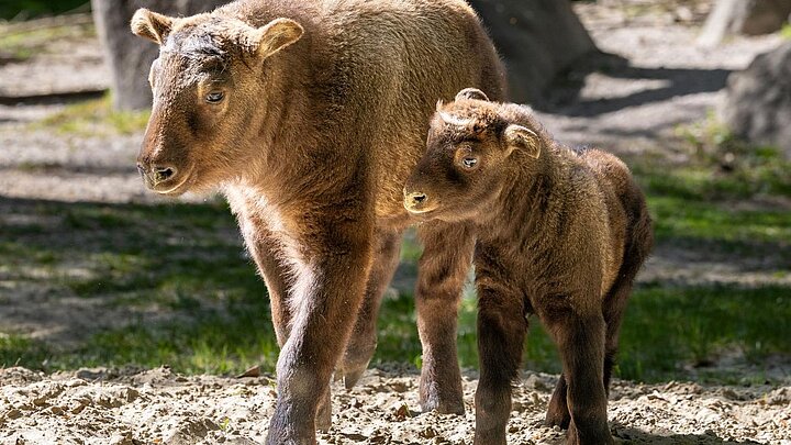 zwei Mishmi-Takin Jungtiere nebeneinander stehend auf der Außenanlage im Tierpark Hellabrunn 