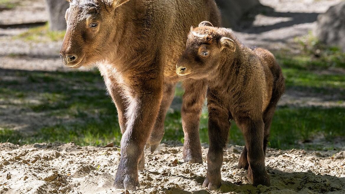 zwei Mishmi-Takin Jungtiere stehen nebeneinander auf der Außenanlage im Tierpark Hellabrunn 