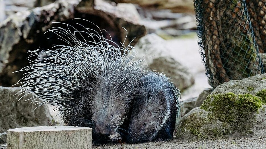zwei Stachelschweine
