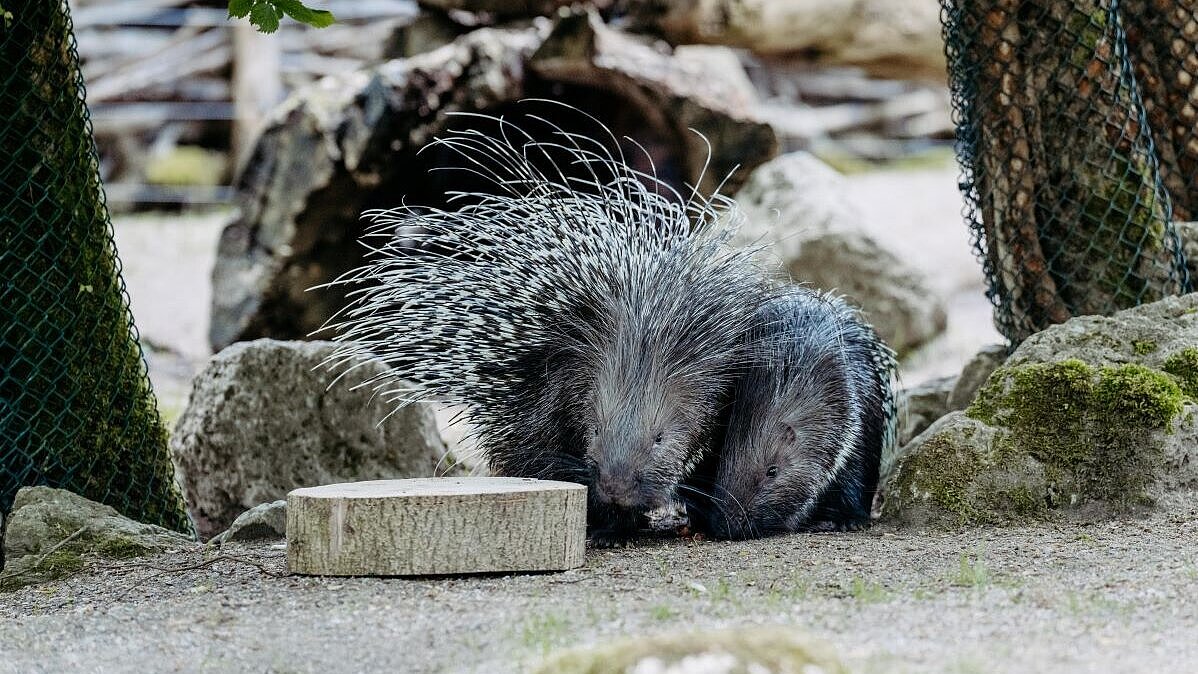 zwei Stachelschweine