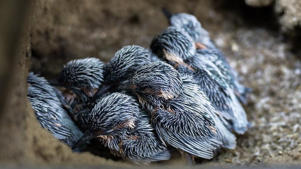 Nistkästen für Eisvögel im Tierpark Hellabrunn