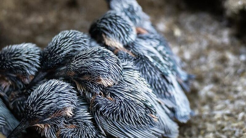 Nistkästen für Eisvögel im Tierpark Hellabrunn