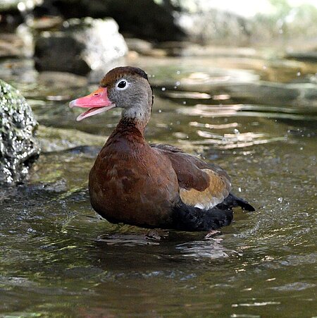 Ente mit brauinem Brustgefieder und grauem Kopf sitzt im Wasser eines Bachlaufes. Sie hat einen roten Schnabel und einen hellen Ring um die dunklen Augen