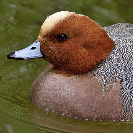 On the picture you can see a swimming Eurasian Wigeon from the side.