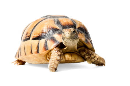 Ägyptische Landschildkröte