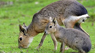 Mara mit Jungtier auf grüner Anlage in Hellabrunn