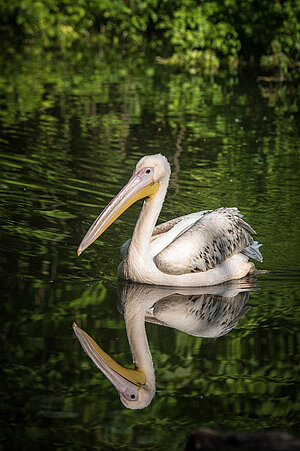 Ein rosa Pelikan schwimmt auf dem Wasser und spiegelt sich in der Wasseroberfläche.