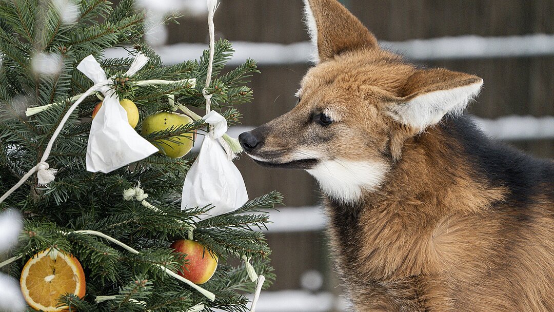 Mähnenwolf Weihnachtbaum