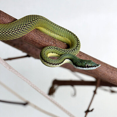 A Baron's green racer sits on a branch in Hellabrunn Zoo.